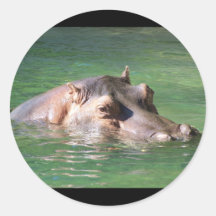 Hippopotamus Swimming On The Surface Sticker