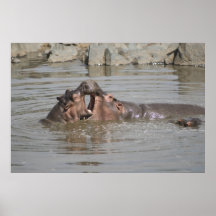 Hippos in Tanzania Poster