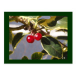 Holly Berry Postcards