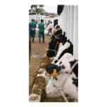 Holstein cattle show photo card template