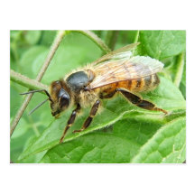 Honey Bee 264c ~ postcard