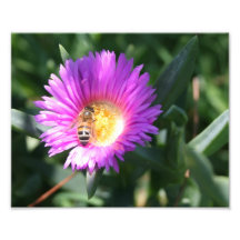 Honey Bee on Pink Daisy - 10 x 8 Photo Print