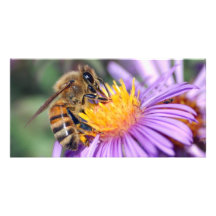 Honey Bee on Purple Pink Flower Photo Card Template