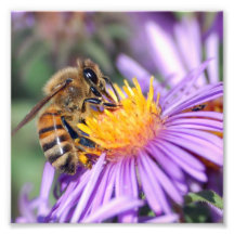 Honey Bee on Purple Pink Flower Photograph