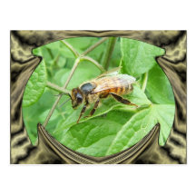 Honey Bee ~ postcard