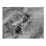 Honey Bee Postcards
