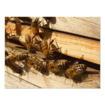Honey Bees Photo Art