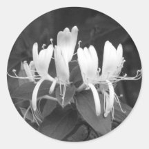 Honeysuckle Round Stickers