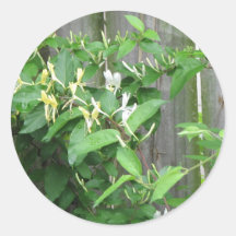 Honeysuckle Sticker
