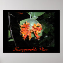 Honeysuckle Vine Print