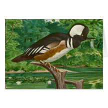Hooded Merganser Ducks Illustration Greeting Card