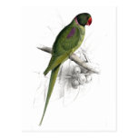 Hooded Parrakeet by Edward Lear Postcard