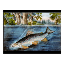 Hooked Fish Post Card
