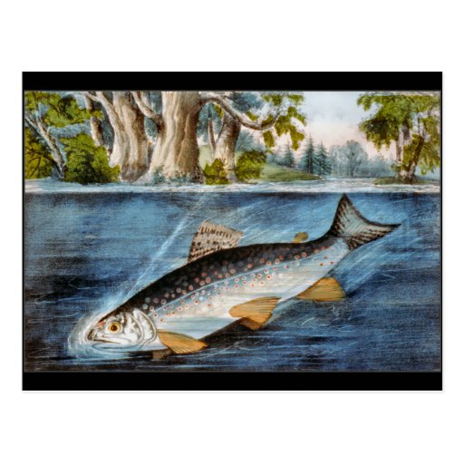 Hooked Fish Post Card