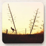 Hopping into the setting sun drink coaster