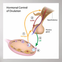 Hormonal control of ovulation Poster