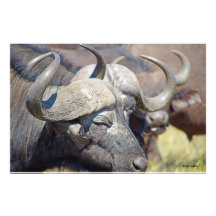 Horns Among the Herd Photograph