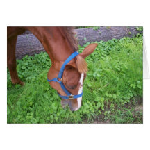Horse Birthday Cards