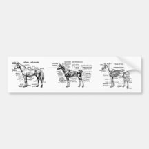 Horse Bumper Stickers
