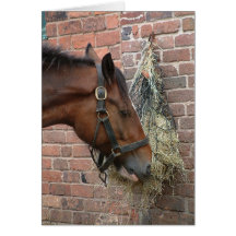 Horse eating hay greeting cards