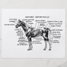 Horse Full Color Flyer