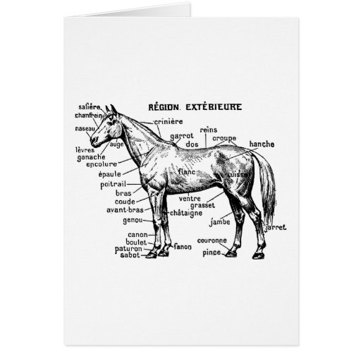 Horse Greeting Card