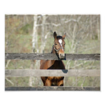 Horse Greetings 10x8 Photographic Print