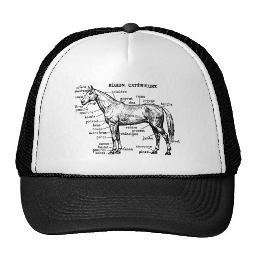 Horse Hats