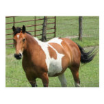 Horse, in pasture! postcard