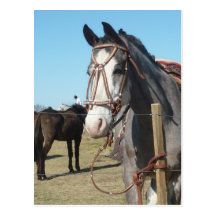 Horse in Yacanto, Córdoba Postcards