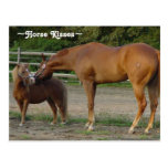 Horse Kisses Postcard