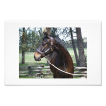Horse looking away photo print