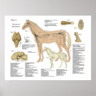 Nervous System Art, Nervous System Artwork Prints & Posters