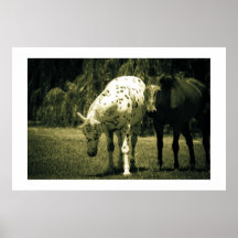 Horse of a Different Colour, Appy & Chestnut Horse Poster