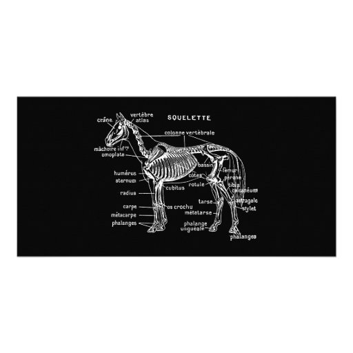 Horse Photo Cards