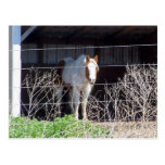horse postcard
