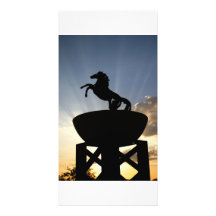 horse postcard photo cards