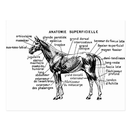 Horse Postcards