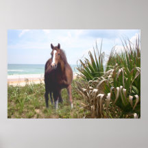 Horse Poster Beach