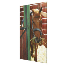 Horse standing in a stable stretched canvas print