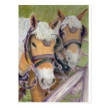 Horses - A Matched Pair Postcards