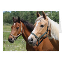 Horses Cards