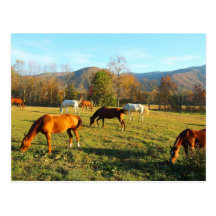 Horses in Cades Cove - Great Smoky Mtns Postcard