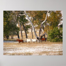 Horses in Wyoming Poster