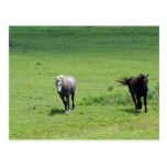 Horses, part 2 post cards