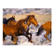 Horses running postcards