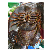 Horseshoe Crab Post Cards
