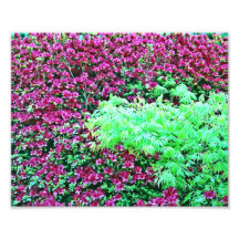 Hot Pink Azaleas and Japanese Maple Monet's Garden Photo Print