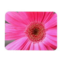 Hot Pink Daisy Magnet
