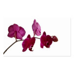 Hot Pink Dendrobium Orchid - Orchids Background Business Cards